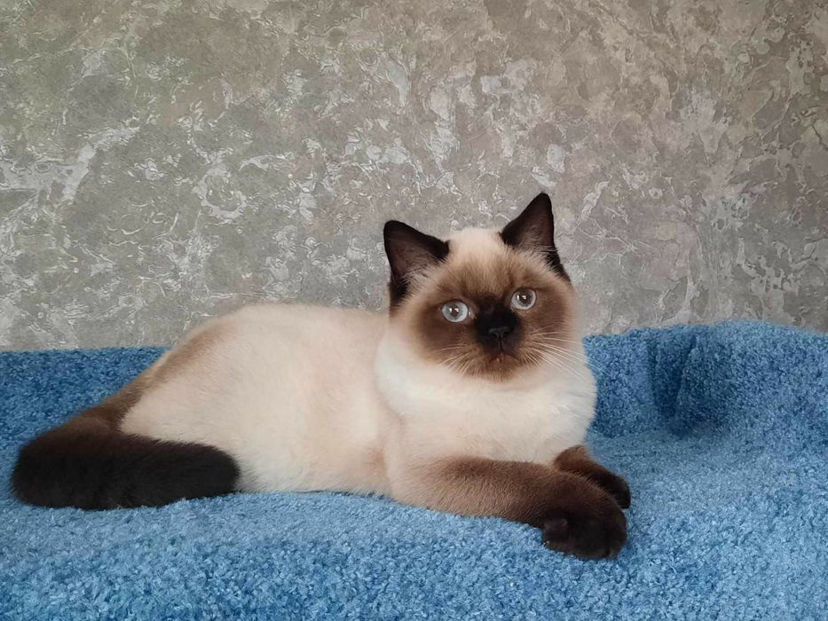 Шотландские котята.