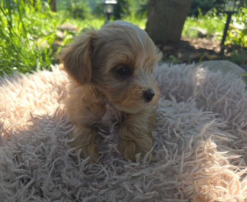 Maltipoo mini maleńki chłopiec