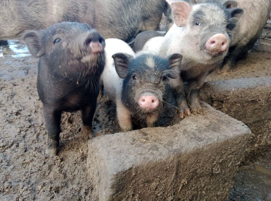 Поросята есть свинки и кабанчики