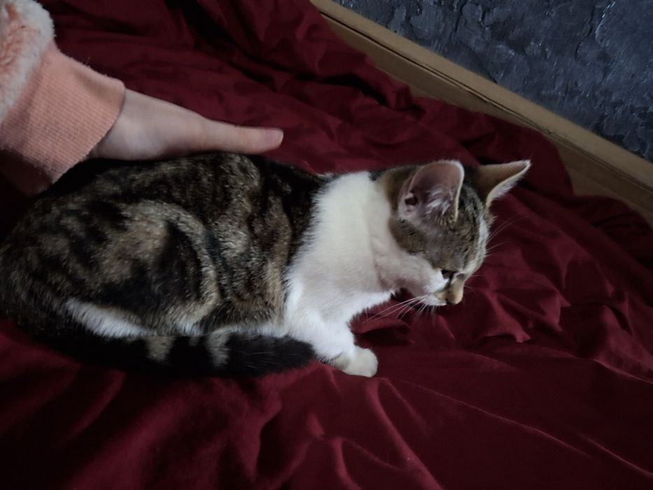 Котёнок ищет семью  ( сейчас на передержке )