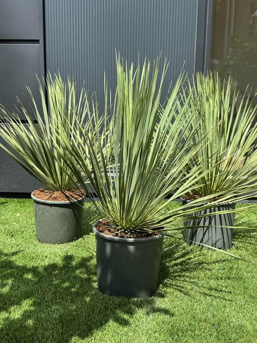 Juka Rostrata Yucca Rostrata 80-90cm