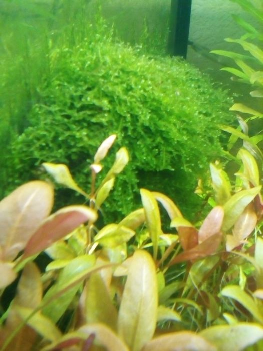 НАБОР аквариумных растений