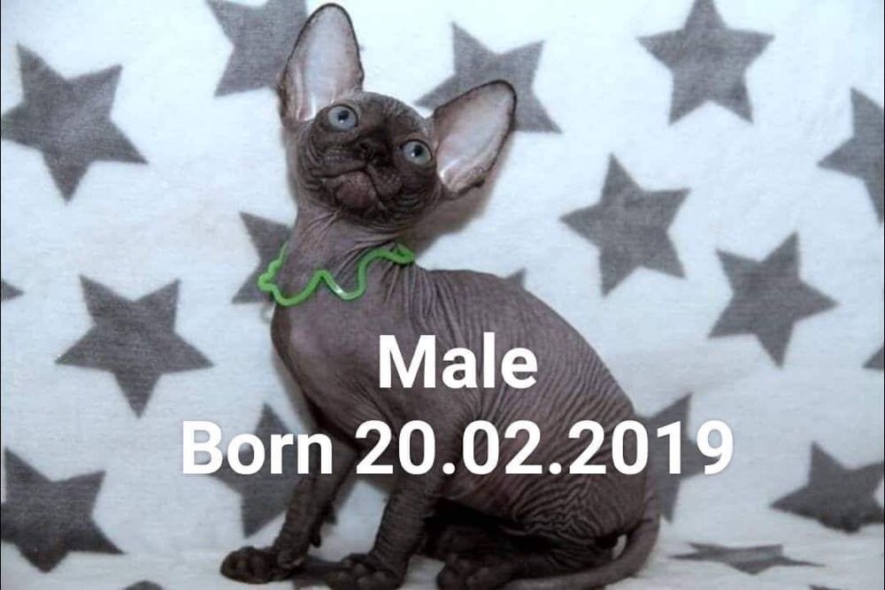 Белые и чёрные котята