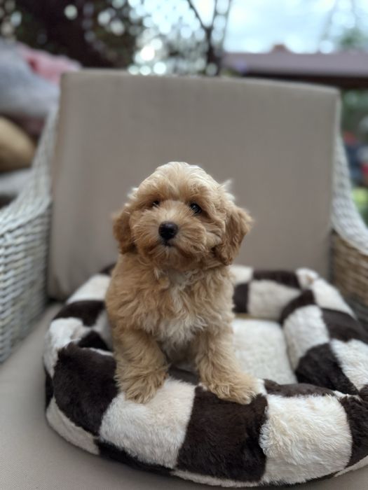 Maltipoo f1 suczka pudel toy red & maltańczyk