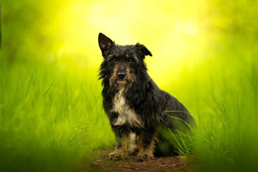 West Highland BLACK terrier PARATER;) przyjazny tuptuś