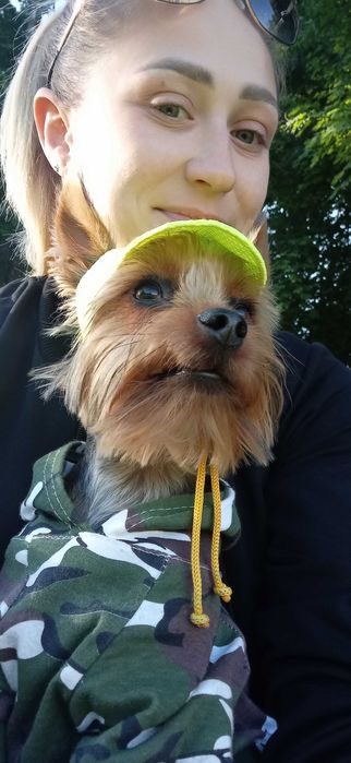 Развяза йоркширского терьера