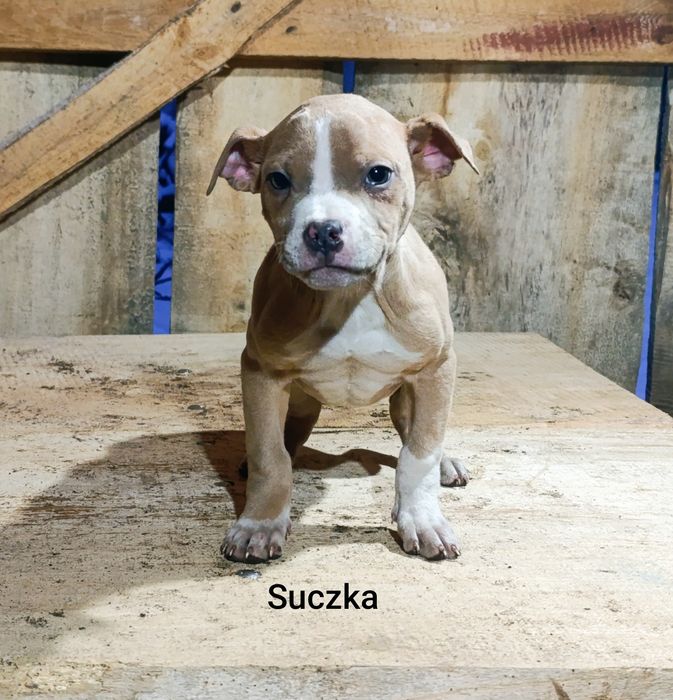 3  miesięczne amstaffy