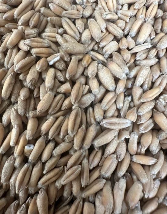 Pszenżyto ozime, zbiór 2025