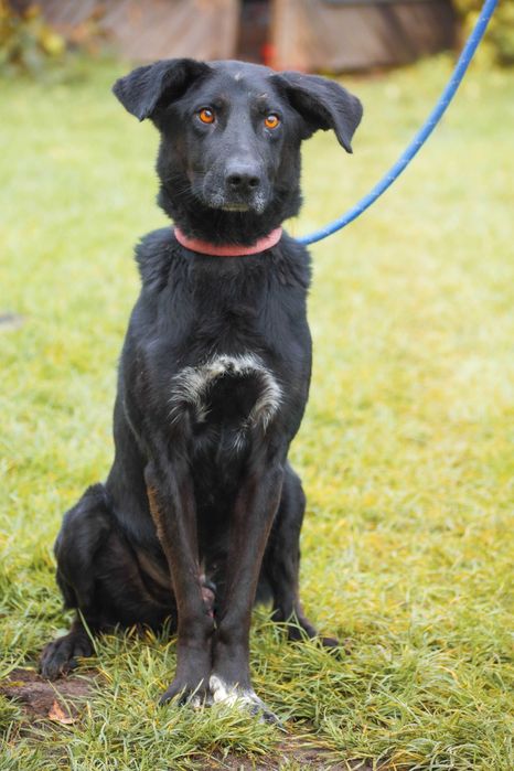 Baton - psiak w Wojtyszek szuka domu