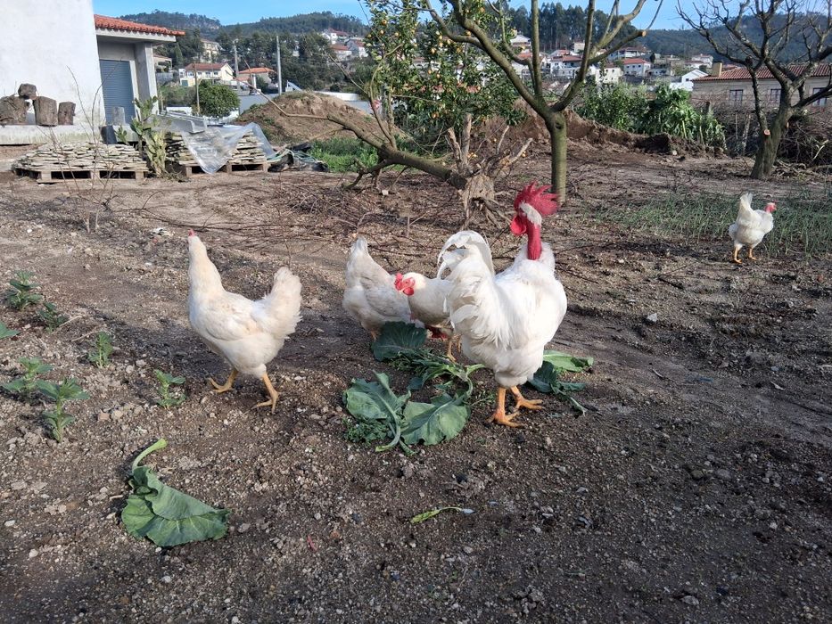 Ovos Galinha Preta Lusitânica