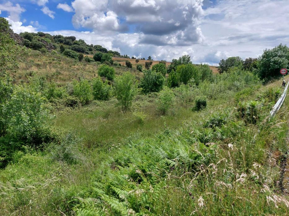 Terreno Rustico em Quinta da Catraia - Longroiva - Mêda
