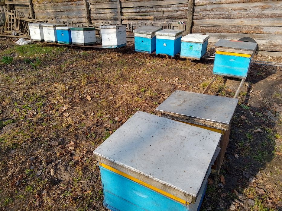Продається Пасіка повністю .