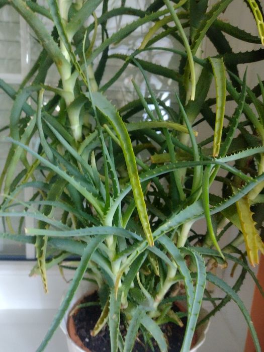 Aloes duy w doniczce 8-9 lat Rogono  OLX.pl