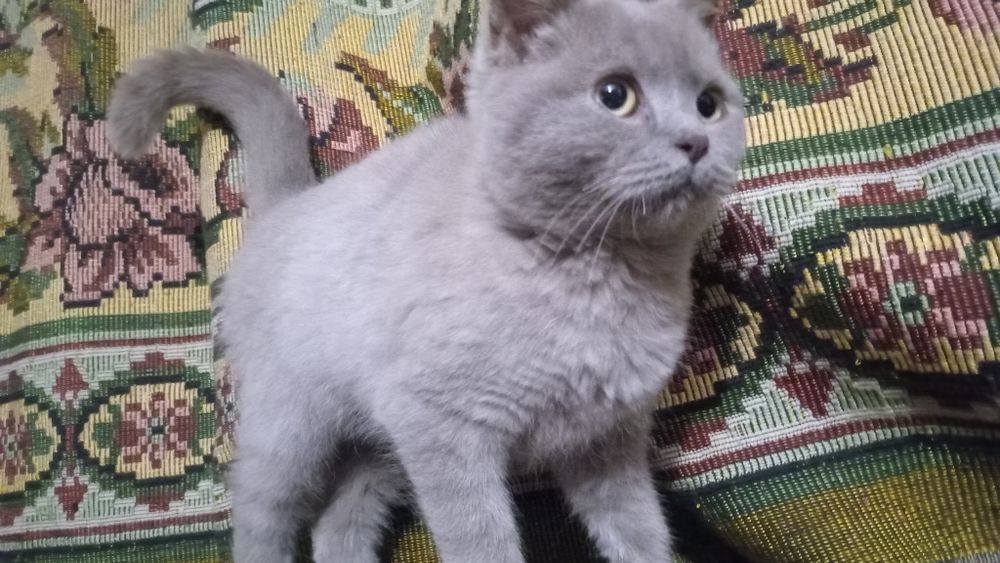 Прямоухі  кошенята британці