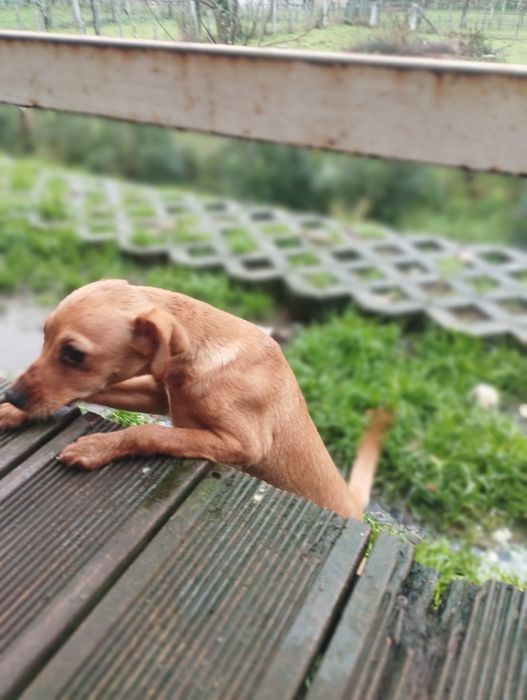 Para adoção 4 meses