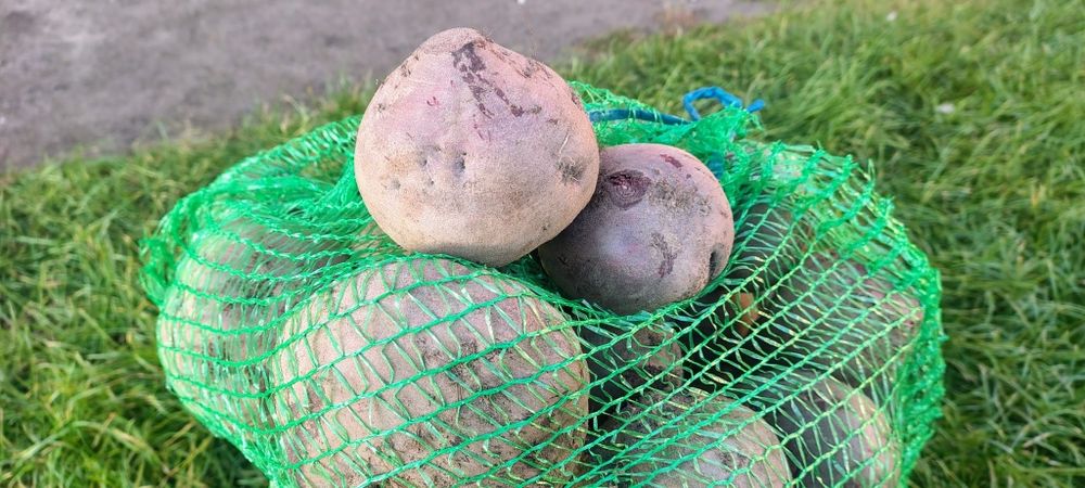 Buraki ćwikłowe buraczki czerwone