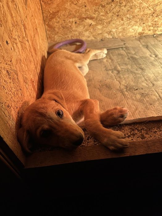 Щенок в дом бесплатно. Пёс. Собака. Щенки.