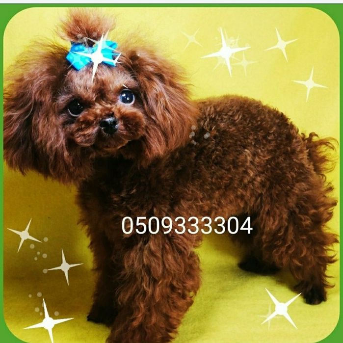 ‼️Просто зірочка , імпорт Китай ‼️