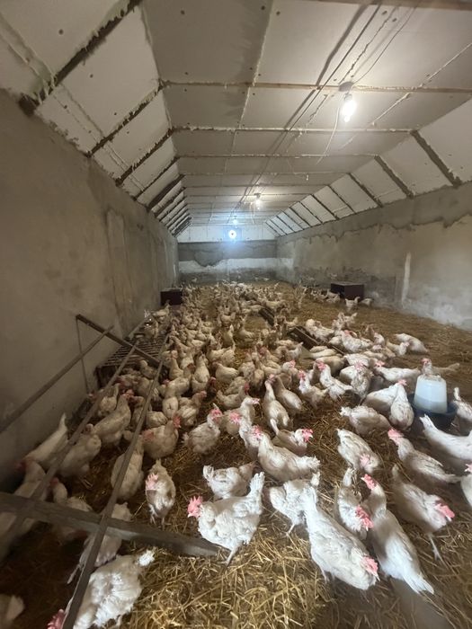 Продам Птицеферму с прмещениями