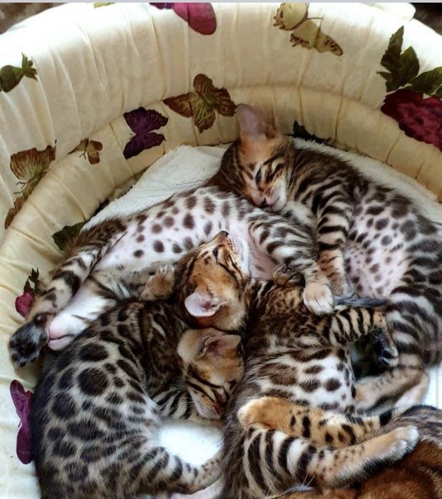 Бенгальские котята в золотом окрасе.