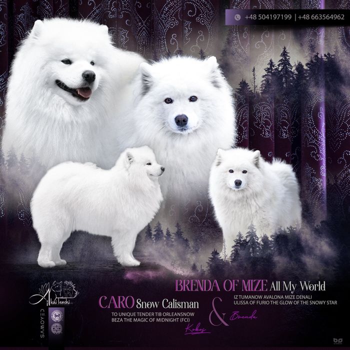Samoyed piękne szczenię