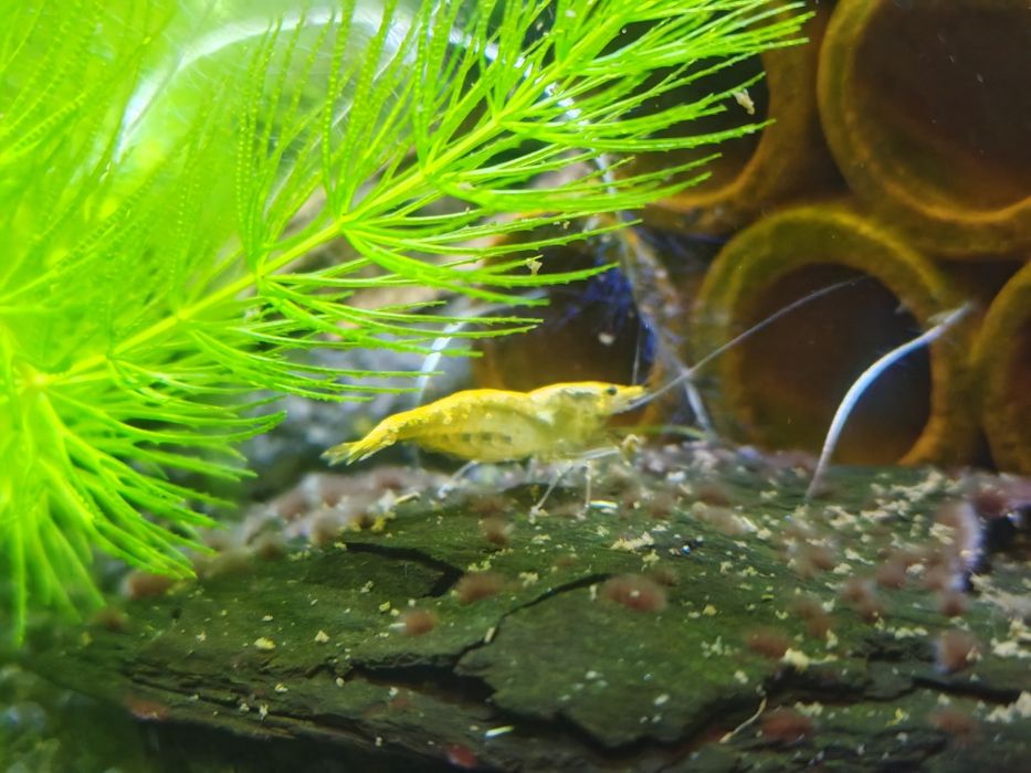 Krewetki neocardina yelow