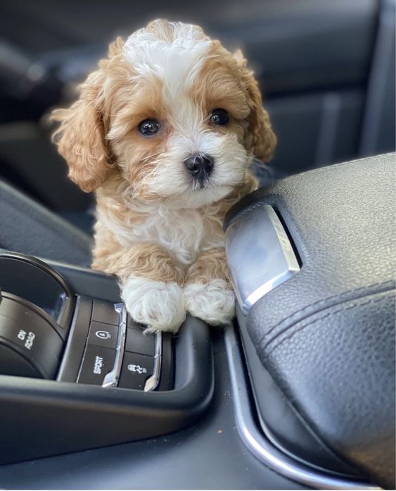 Мінічка цуценятка мальтипу ф1