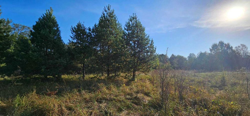 Любимівка, 4 га з лісом, ОСГ