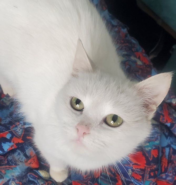 Біленька красуня шукає теплий дім.