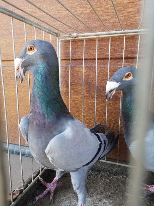 Gołebie Rzeszowskie