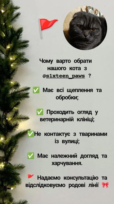 В'язка чистокровний шотландський хлопчик скотіш-фолд