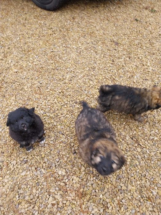 Oddam za darmo szczeniaki w dobre ręce.