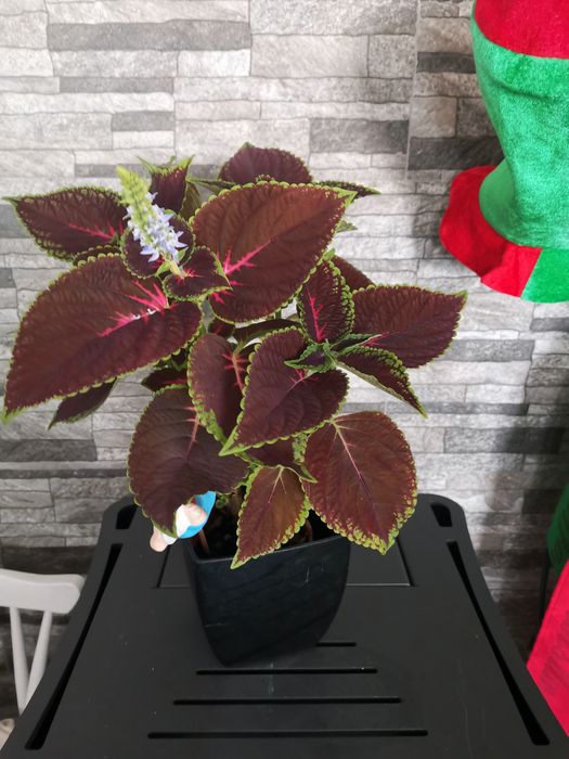Planta viçosa coração magoado