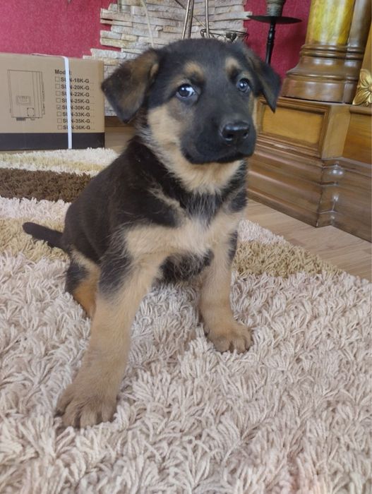 Продам цуценят Німецької вівчарки