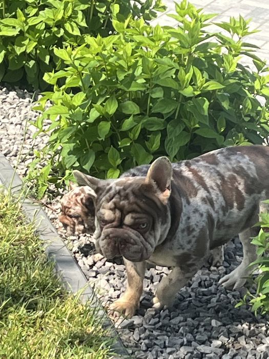Buldog francuski