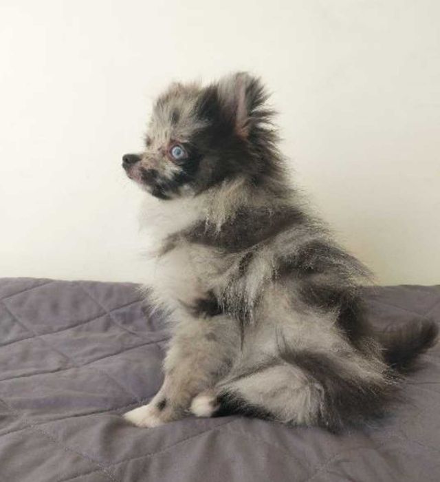 Szpic Miniaturowy Merle i Czarny