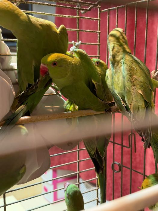 Ring Necks Verdes
