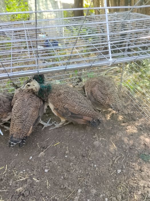Продам малечу Павлівнів