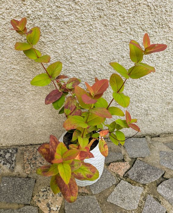 Plantas , catos, suculentas, protea, leucadendro
