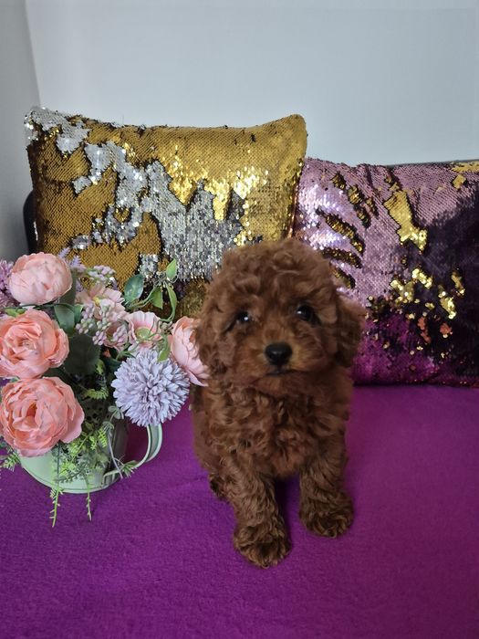 Super piekny piesek .Red brown. Pudel