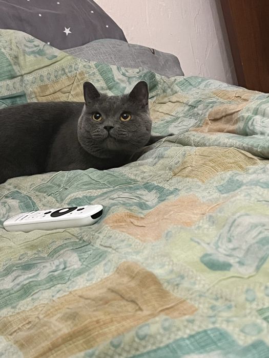 Віддамо безкоштовно котика