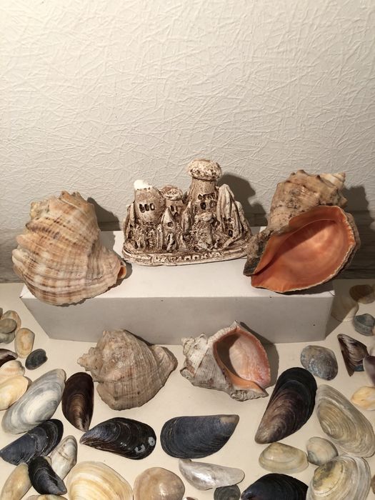 Ракушки, рапаны для аквариума