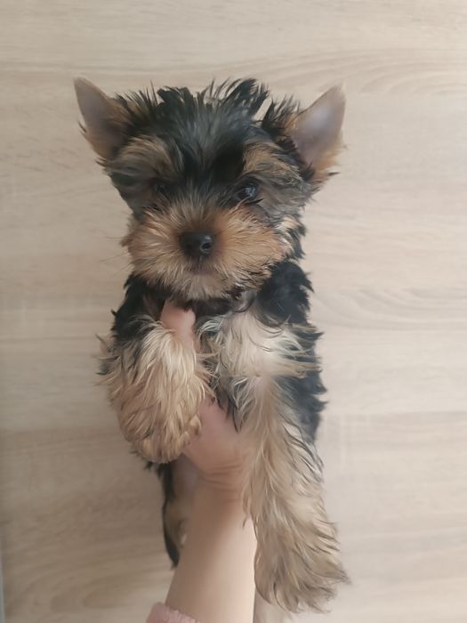 Йорки  для Вас !