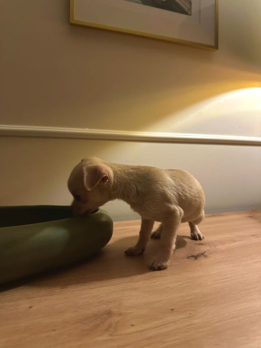 Prześliczna mini chihuahua