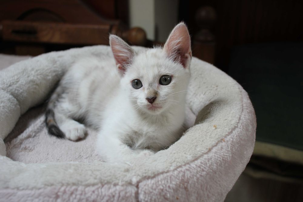 FÊMEA | Gatinha brincalhona disponível para Adoção Responsável