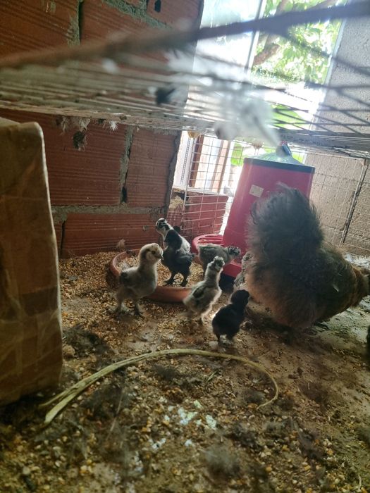 Ovos férteis galinhas Sedosas do Japão