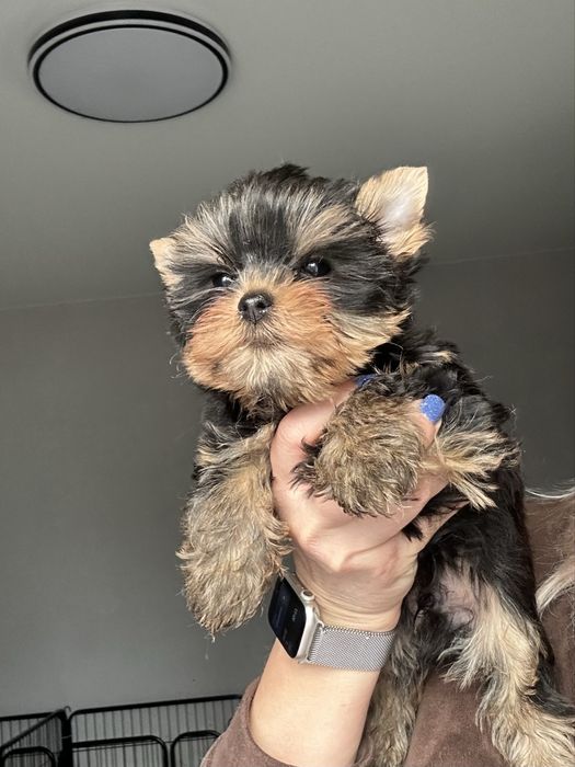 Йорк малыш мини размера