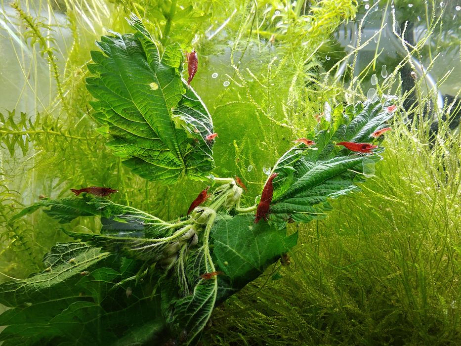 Krewetki Neocaridina Bloody Mary - czerwone
