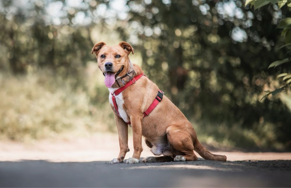 Młody, zwariowany, oddany i kochający amstaff w schronisku. Supet pies