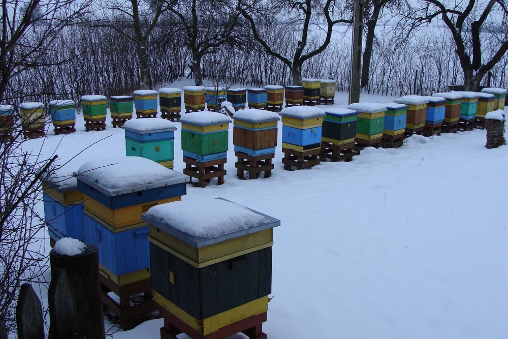 Miód z własnej pasieki 2025